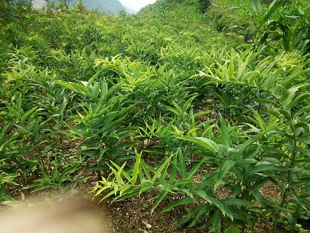 <b>黃精塊莖，黃精種苗哪兒有？黃精品種分類</b>